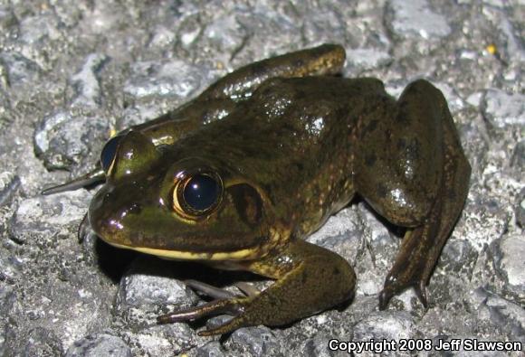 Pig Frog (Lithobates grylio)