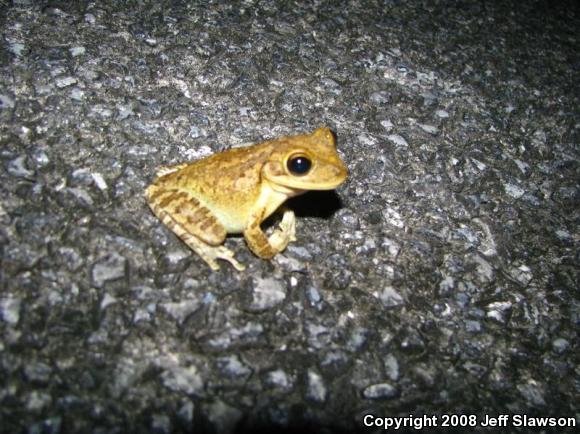 Cuban Treefrog (Osteopilus septentrionalis)