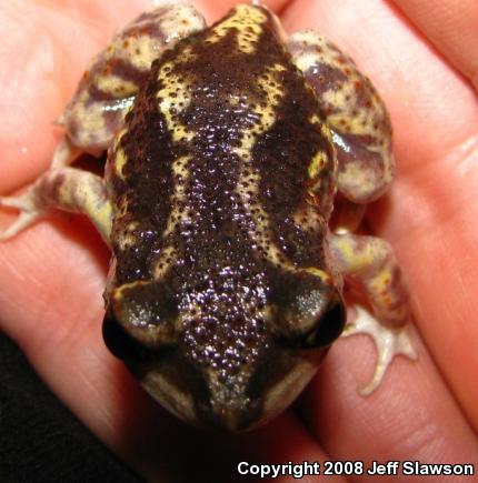 Eastern Spadefoot (Scaphiopus holbrookii)