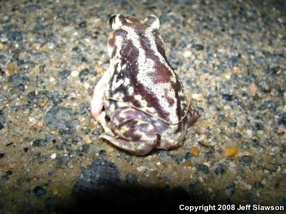 Eastern Spadefoot (Scaphiopus holbrookii)