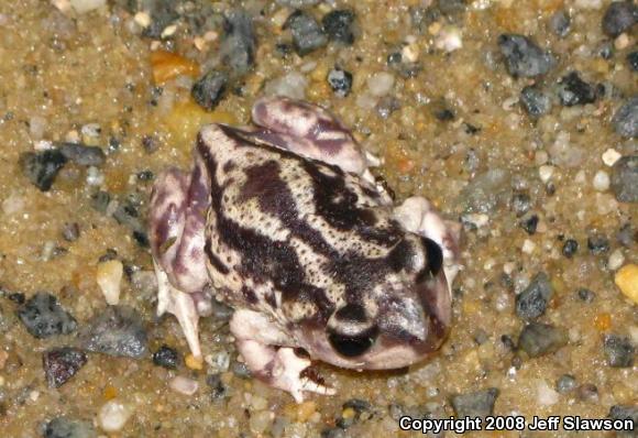 Eastern Spadefoot (Scaphiopus holbrookii)