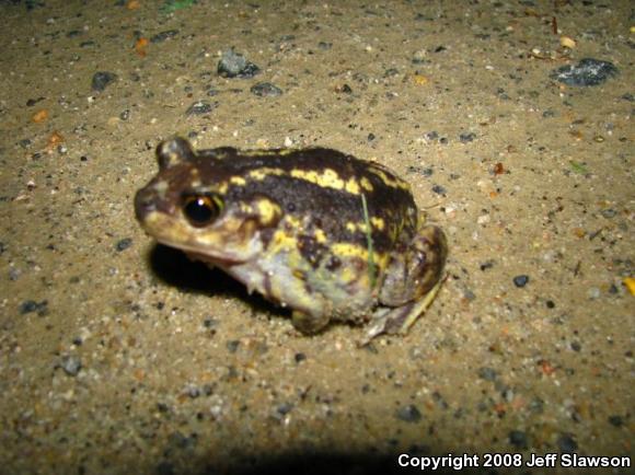 Eastern Spadefoot (Scaphiopus holbrookii)