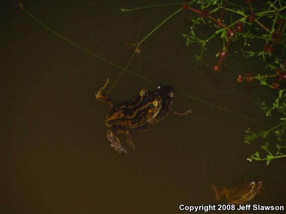 Eastern Spadefoot (Scaphiopus holbrookii)