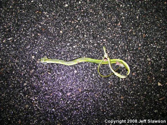 Northern Rough Greensnake (Opheodrys aestivus aestivus)