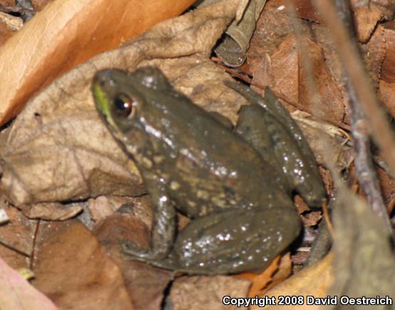 Northern Green Frog (Lithobates clamitans melanota)