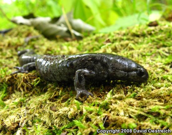 Small-mouthed Salamander (Ambystoma texanum)