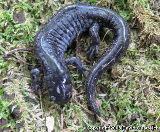 Small-mouthed Salamander (Ambystoma texanum)