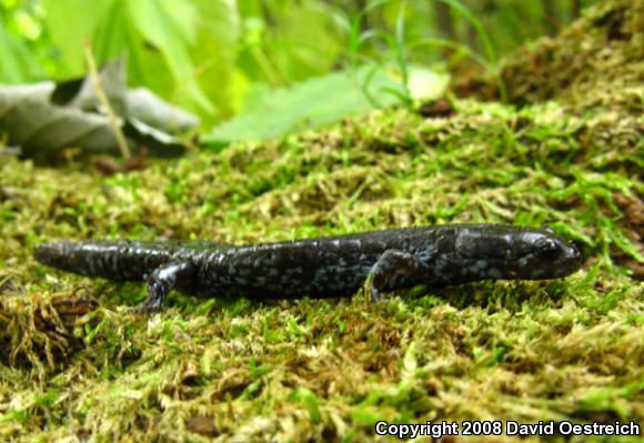 Blue-spotted Salamander (Ambystoma laterale)