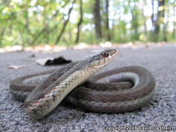 Eastern Gartersnake (Thamnophis sirtalis sirtalis)