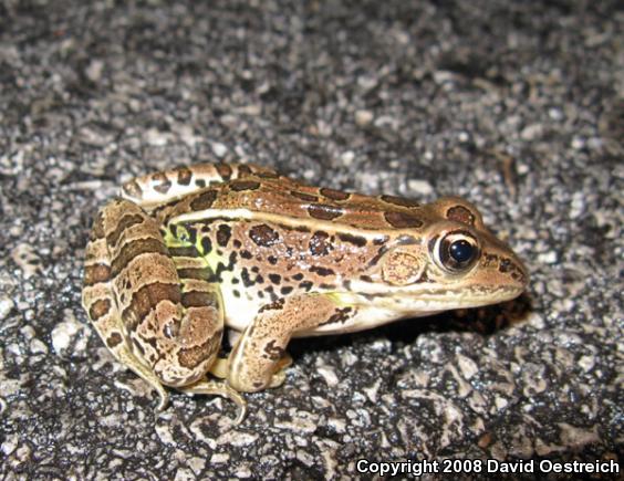 Northern Leopard Frog (Lithobates pipiens)