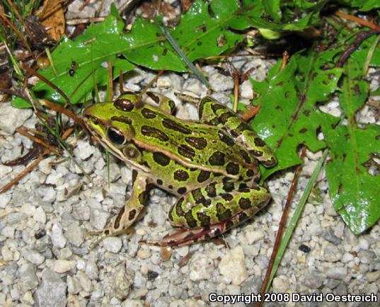 Northern Leopard Frog (Lithobates pipiens)