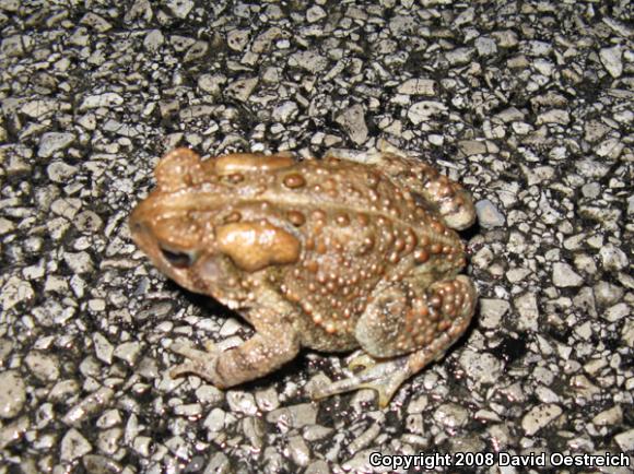 Eastern American Toad (Anaxyrus americanus americanus)