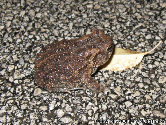 Eastern American Toad (Anaxyrus americanus americanus)