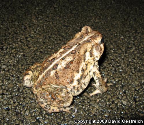 Eastern American Toad (Anaxyrus americanus americanus)