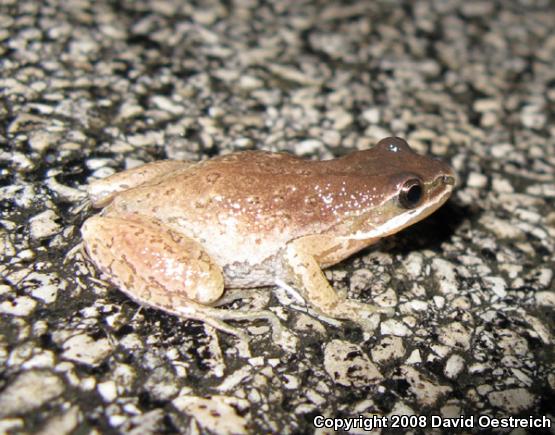 Western Chorus Frog (Pseudacris triseriata)