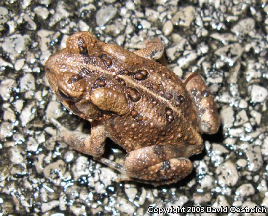 Eastern American Toad (Anaxyrus americanus americanus)