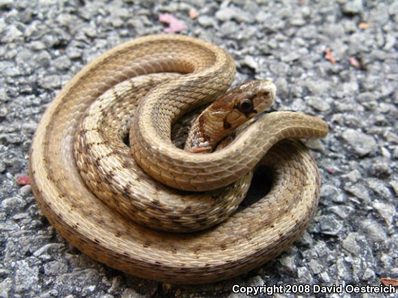 Dekay's Brownsnake (Storeria dekayi)