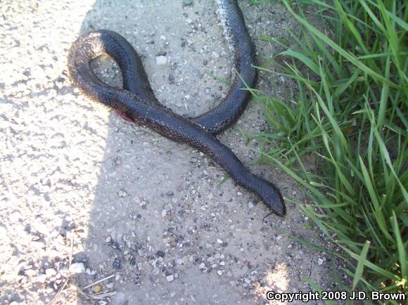 Black Kingsnake (Lampropeltis getula nigra)