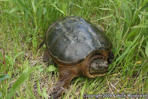 Snapping Turtle (Chelydra serpentina)