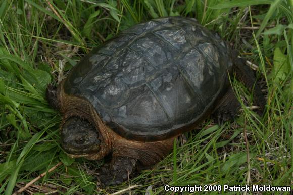 Snapping Turtle (Chelydra serpentina)