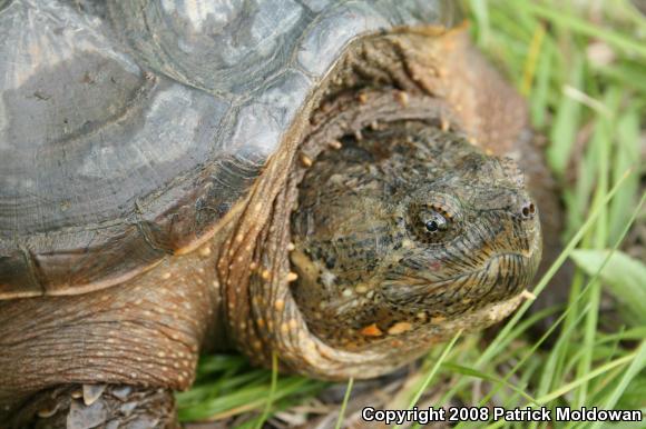 Snapping Turtle (Chelydra serpentina)