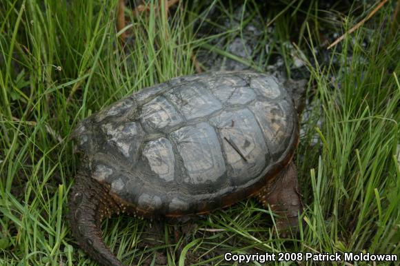 Snapping Turtle (Chelydra serpentina)