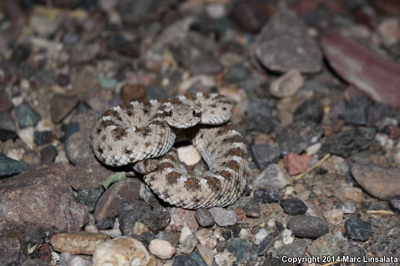 Sonoran Sidewinder (Crotalus cerastes cercobombus)