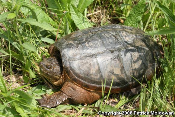 Snapping Turtle (Chelydra serpentina)