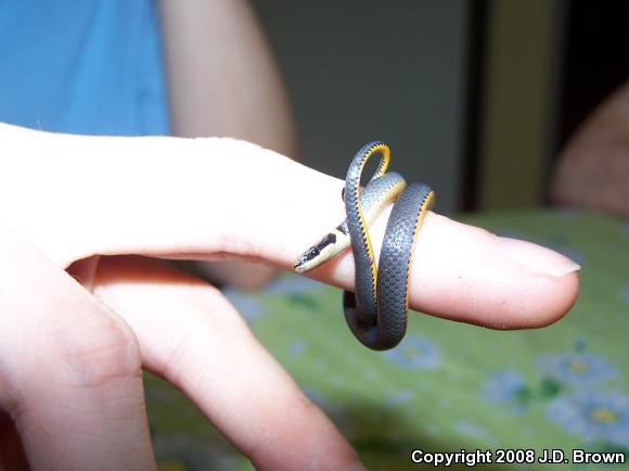 Northern Ring-necked Snake (Diadophis punctatus edwardsii)