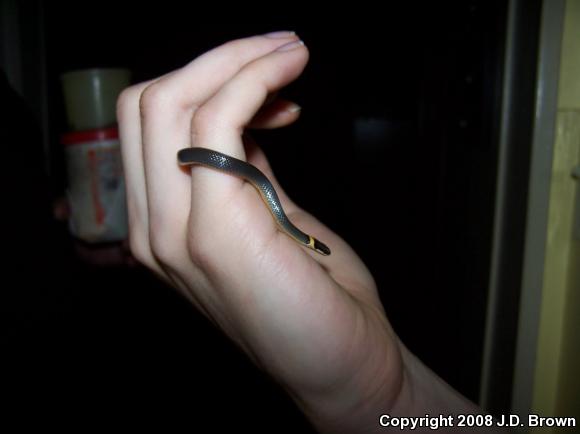 Northern Ring-necked Snake (Diadophis punctatus edwardsii)