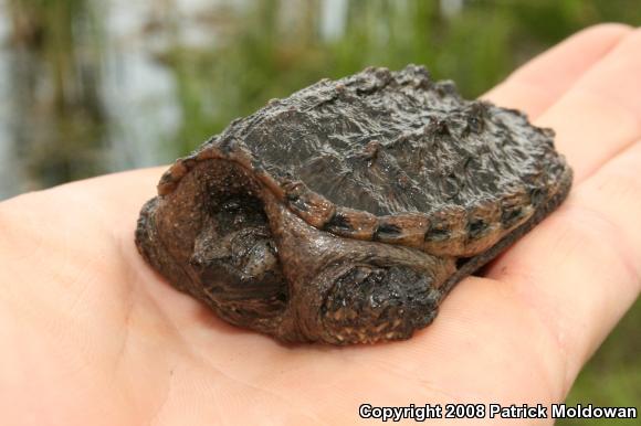 Snapping Turtle (Chelydra serpentina)