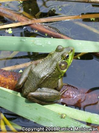 Green Frog (Lithobates clamitans)