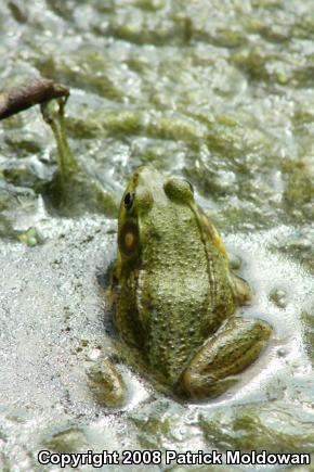 Green Frog (Lithobates clamitans)