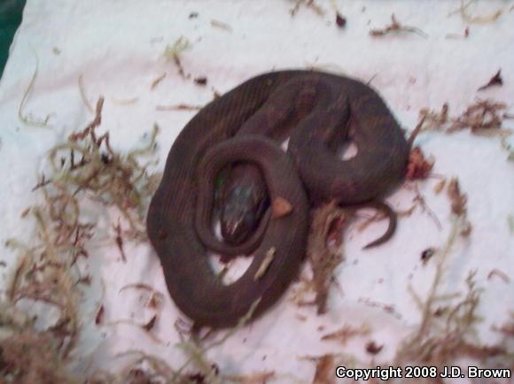 Northern Watersnake (Nerodia sipedon sipedon)