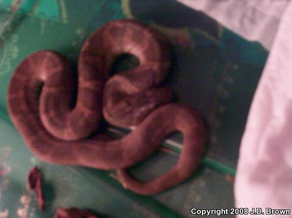 Northern Watersnake (Nerodia sipedon sipedon)