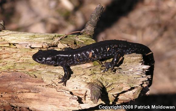 Blue-spotted Salamander (Ambystoma laterale)