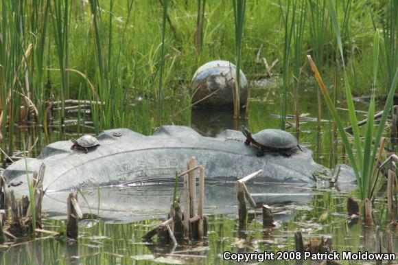 Painted Turtle (Chrysemys picta)