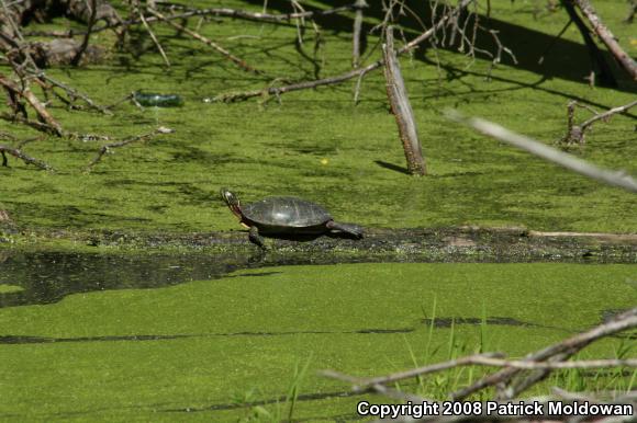 Painted Turtle (Chrysemys picta)