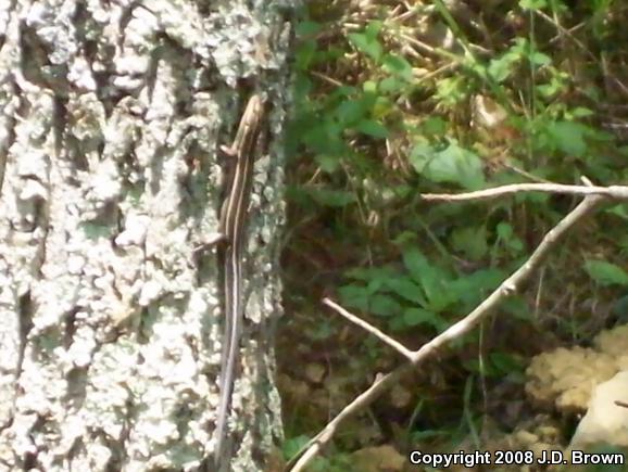 Skinks (Plestiodon)