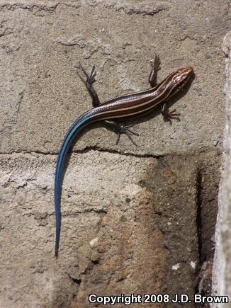 Broadhead Skink (Plestiodon laticeps)