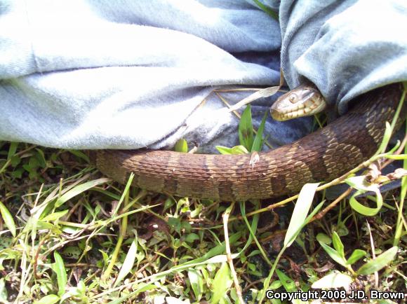 Northern Watersnake (Nerodia sipedon sipedon)