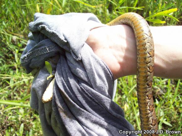 Northern Watersnake (Nerodia sipedon sipedon)