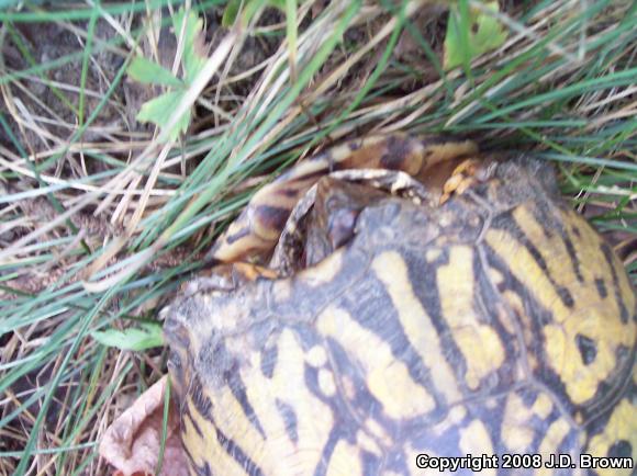 Eastern Box Turtle (Terrapene carolina carolina)