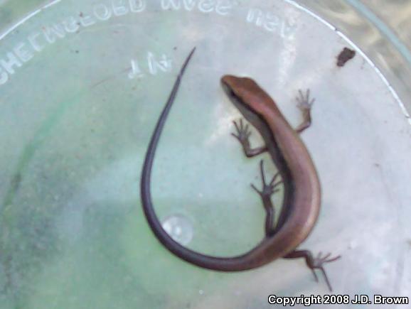 Little Brown Skink (Scincella lateralis)