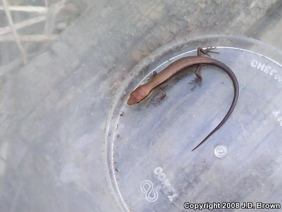 Little Brown Skink (Scincella lateralis)