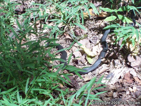 Northern  Black Racer (Coluber constrictor constrictor)