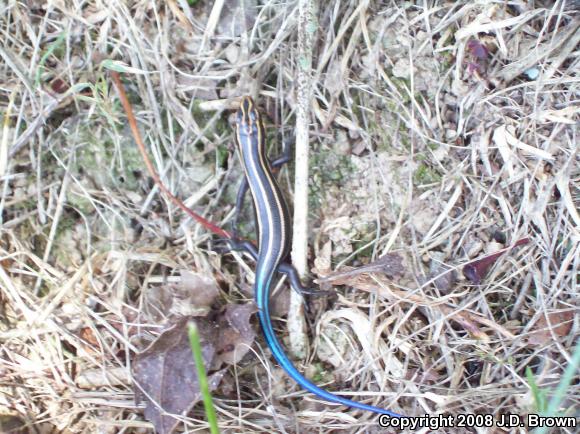 Five-lined Skink (Plestiodon fasciatus)