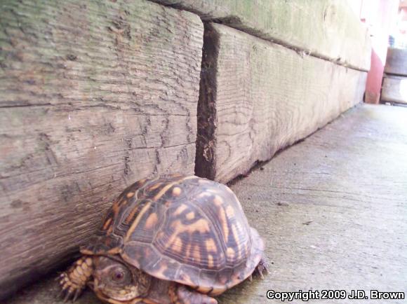 Eastern Box Turtle (Terrapene carolina carolina)