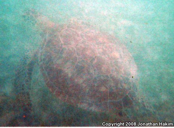 Green Sea Turtle (Chelonia mydas)