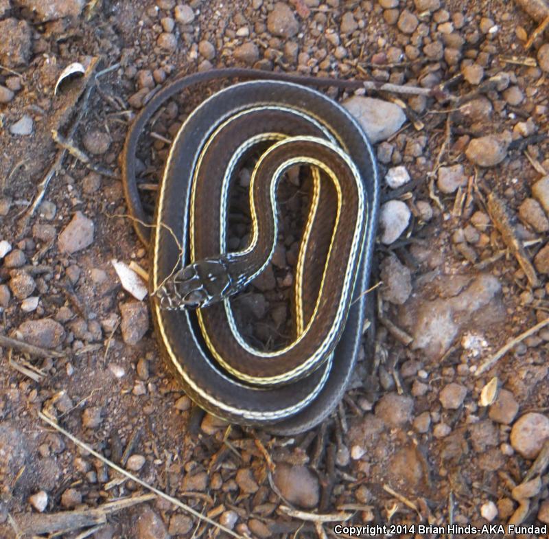 Desert Striped Whipsnake (Coluber taeniatus taeniatus)